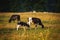 Cows on the field, polish rural landscape, late evening golden l