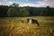 Cows on the field, polish rural landscape, late evening golden l