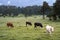 Cows on the field in spring