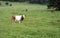 Cows on the field in spring