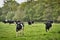 Cows in field on a spring morning