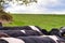 Cows in field on a spring morning photo of the backs