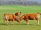 Cows in the field in springtime