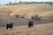 Cows in a field, during summer, eating dry grass