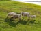 Cows in the Field at Sunset on a rolling grassy hill