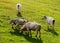 Cows in the Field at Sunset on a rolling grassy hill looking off into the distance at the rest of the herd