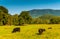 Cows in a field and view of the Blue Ridge Mountains in the Shenandoah Valley, Virginia.