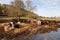 Cows in a field in winter UK