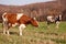 Cows on fields