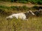 Cows in Fiora Valley, Italy