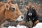 Cows in a forest, Basque Country (Spain)