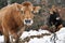 Cows in a forest, Basque Country, Spain