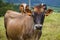 Cows freely graze in the meadows of the entire island of Sao Miguel all year round