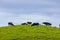 Cows freely graze in the meadows of the entire island of Sao Miguel all year round