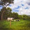 Cows in a fresh grassy field on a cloudy day