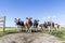 Cows front row, a black red and white herd, group together on a path in a field, gate is open, happy and joyful and a blue sky, a