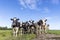 Cows in front row, a black and white herd, group together in a field, happy and joyful in a green field and a blue sky