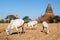 Cows in front of Shwegugyi temple at the archaeological site of