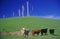 Cows in front of wind turbines at Altamont Pass, CA