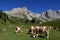 Cows in Fuciade grassland