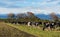 Cows Getting Feed