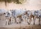 Cows going home in Bagan, Myanmar