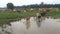 Cows going home after rain.