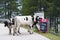 Cows at Goldeck Panorama Road in Austria