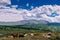Cows on grass on a background of mountains and beautiful sky. Cows grazing on mountain meadow high. Summer landscape with cows