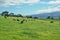 Cows in grass field Tahiti island French Polynesia