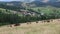 Cows on the grassland