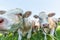 Cows in a grassy field