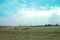 Cows in a grassy field on a bright and sunny day in Thailand. Saturation style