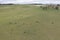 Cows in a grassy green field in the Australian outback