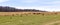 Cows Graze Across The Landscaped Pasture