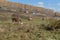 Cows graze against the backdrop of village houses and birch trees in the fall.