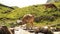 Cows graze on a alp meadow