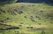 Cows graze in Alpine green meadows in high mountain Andorra in the middle of summer