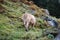 Cows graze in the autumn in the mountains.