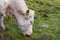 Cows graze in the autumn in the mountains.