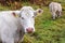 Cows graze in the autumn in the mountains.