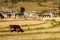 Cows graze on the Bhutan mountain