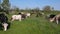 Cows graze on a farm pasture