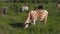Cows graze on a farm pasture