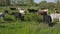 Cows graze on a farm pasture