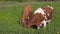 Cows graze on a farm pasture