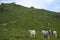 Cows graze in a field