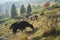 Cows graze in a field