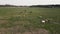 cows graze in the field. aerial shooting