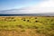 Cows graze fresh grass on a meadow